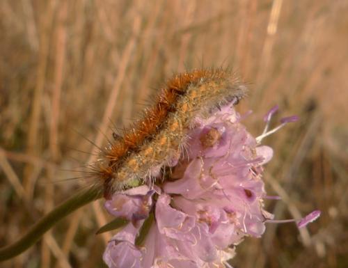 Réf. 180 143 : Rhyparia purpurata